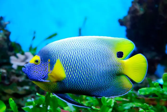 pescados raros - Cuál es el pez más bonito del mundo