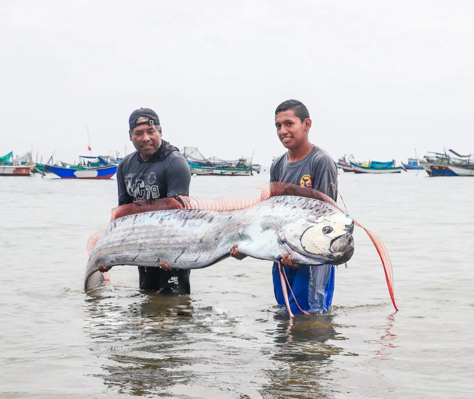 pescado reloj - Cuál es el pez más grande del mundo