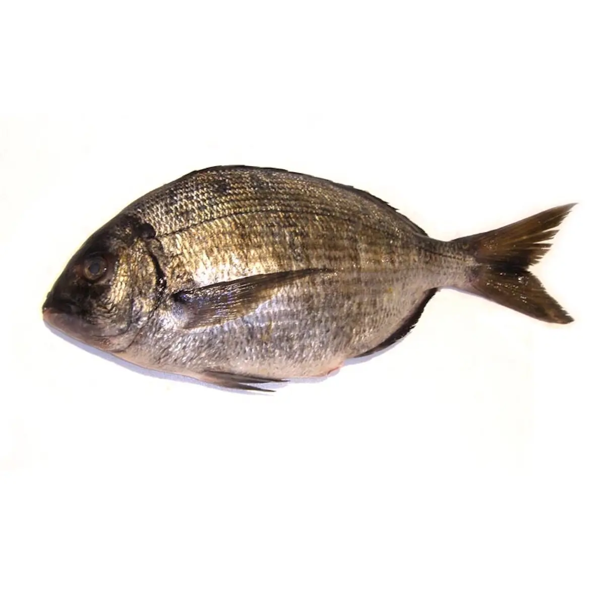 pescado sargo precio - Cuál es el sabor del sargo