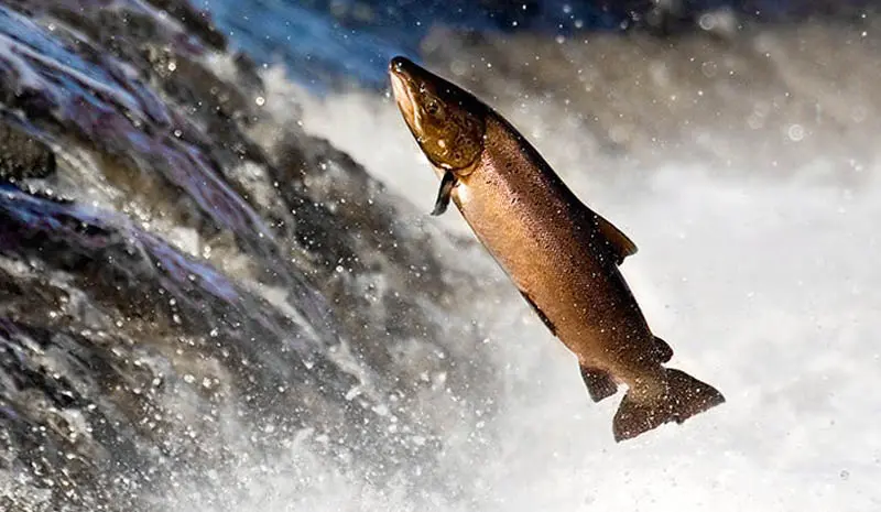 el salmon es pescado de rio o mar - Cuál es el salmón de Río