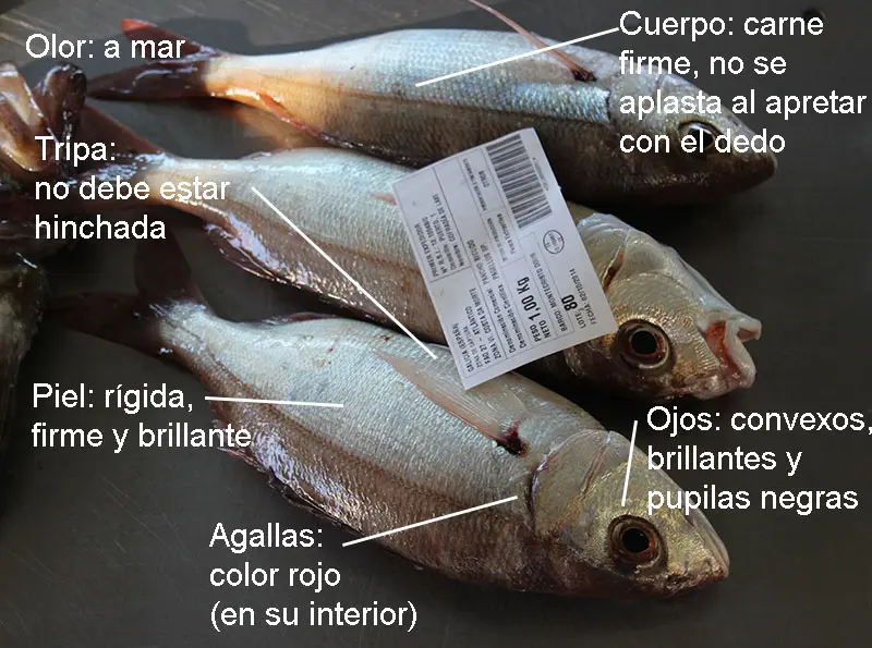 caracteristicas de los pescados - Cuál es la clasificación de los pescados