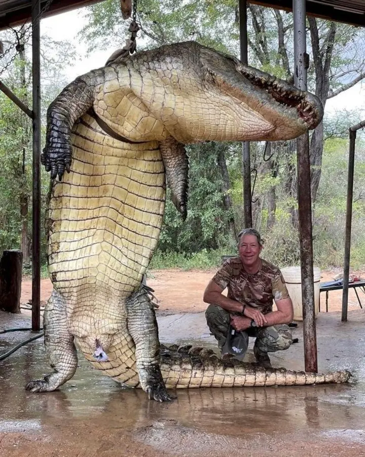 cazando cocodrilos en africa - Cuál es la debilidad de los cocodrilos