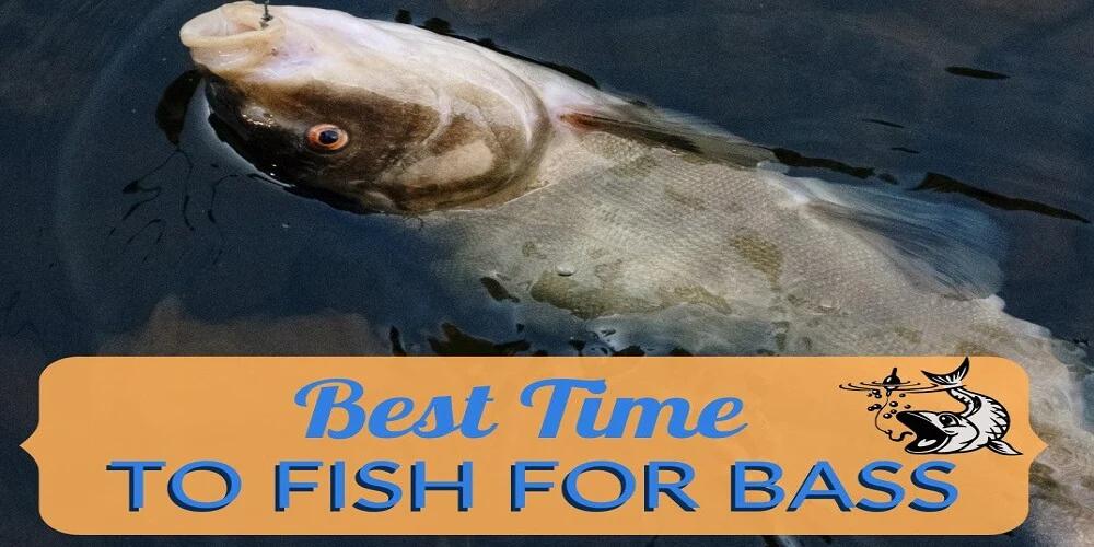 caña de pescar lubina - Cuál es la mejor epoca para pescar lubinas