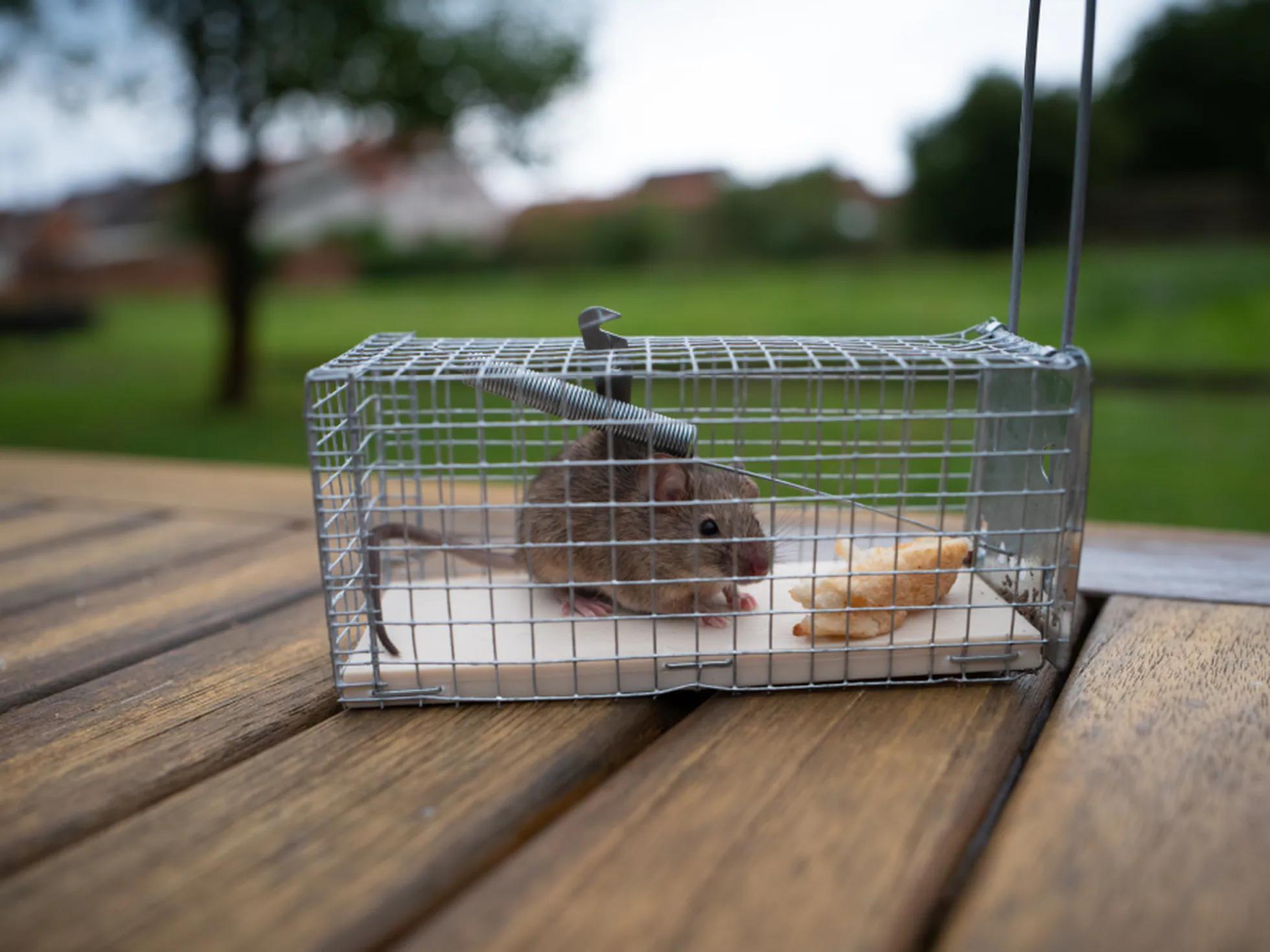 trampa diseñada para cazar ciertos roedores - Cuál es la mejor trampa para ratones