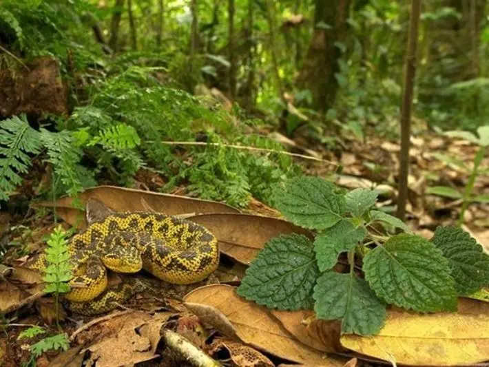 vibora de gabon cazando - Cuál es la serpiente más grande del mundo