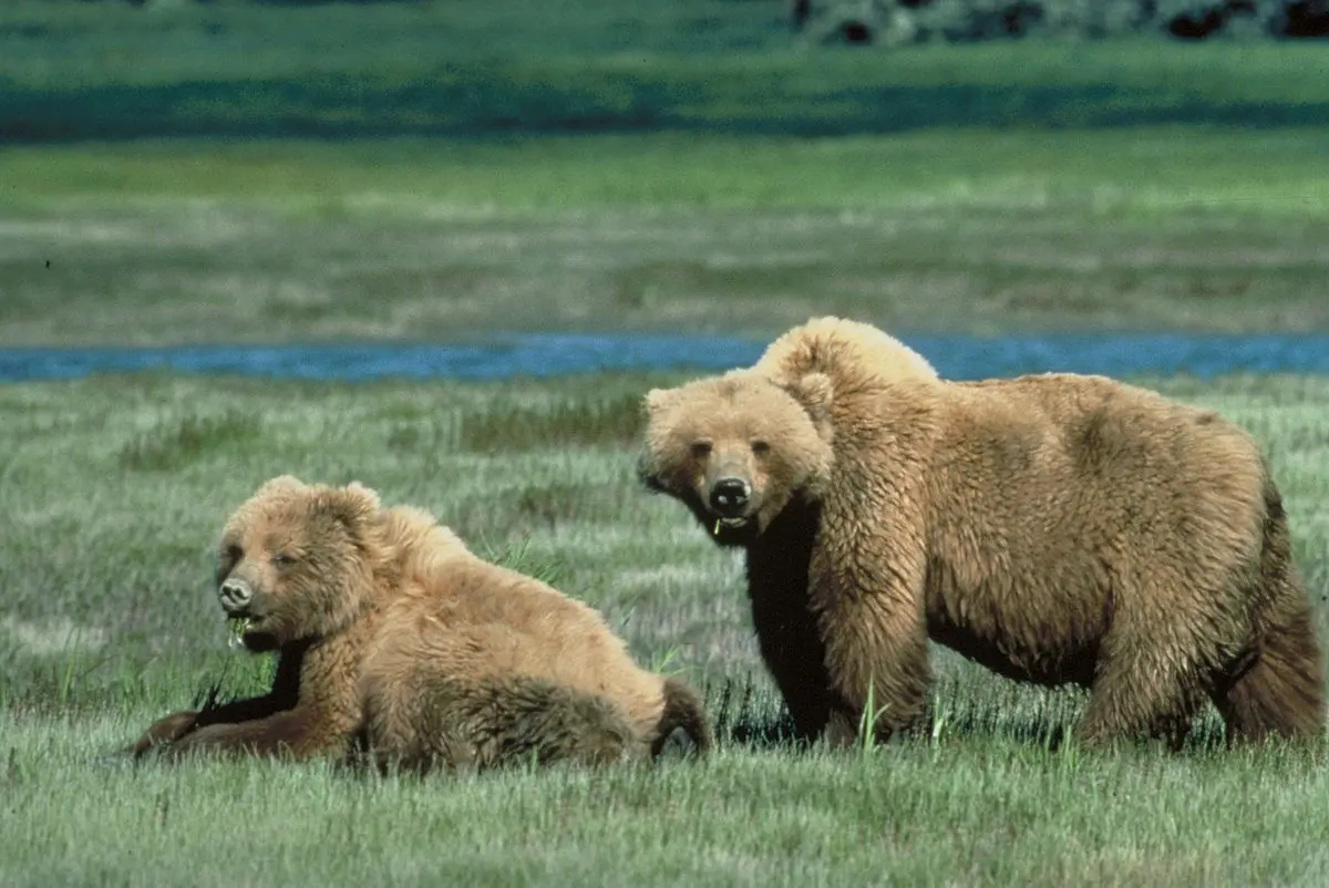 oso kodiak cazado - Cuál es más grande el oso Kodiak o el grizzly
