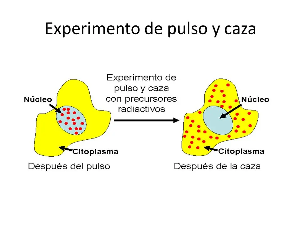 pulso y caza - Cuál fue el resultado del experimento de pulso y caza