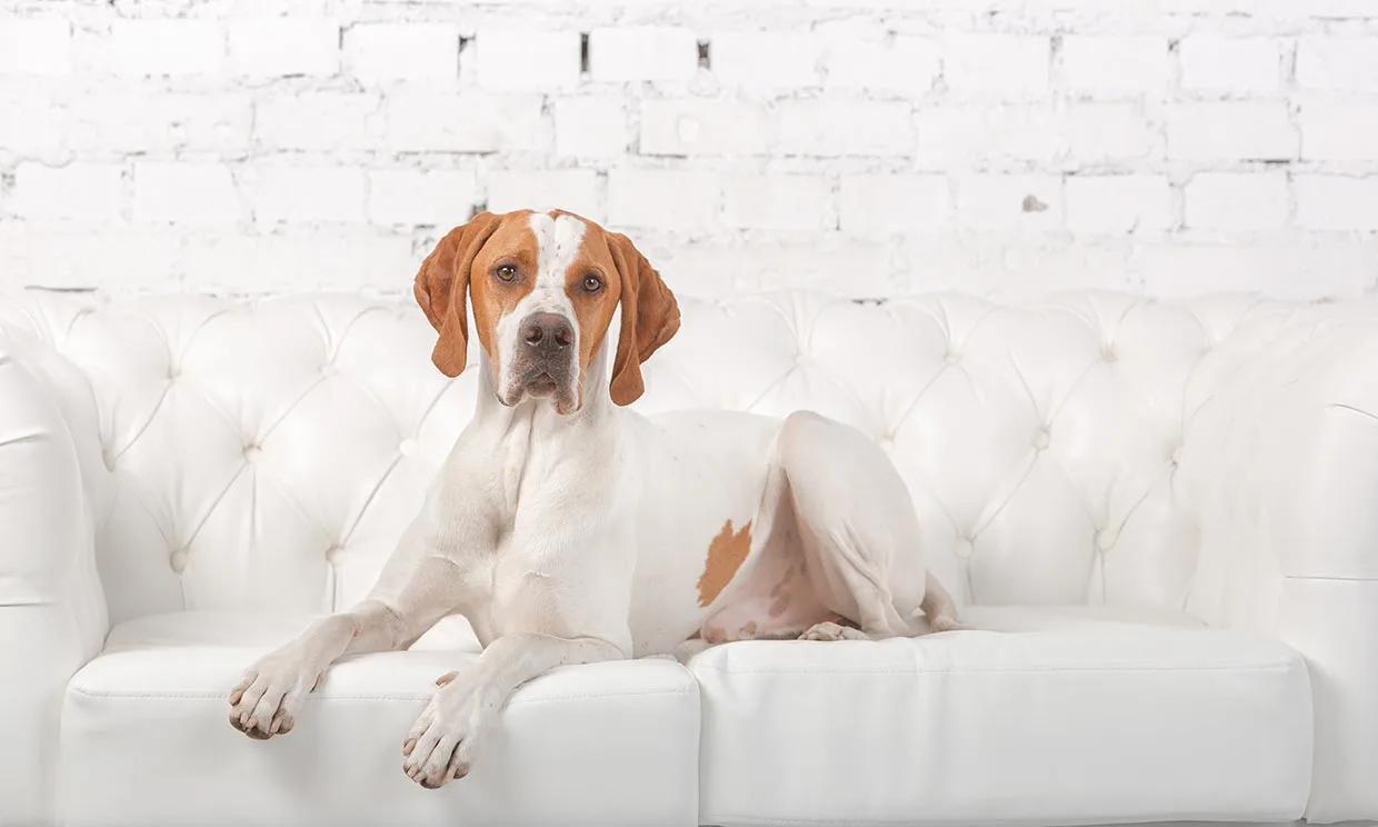 razas de perros de caza grandes - Cuáles son las razas de perros gigantes