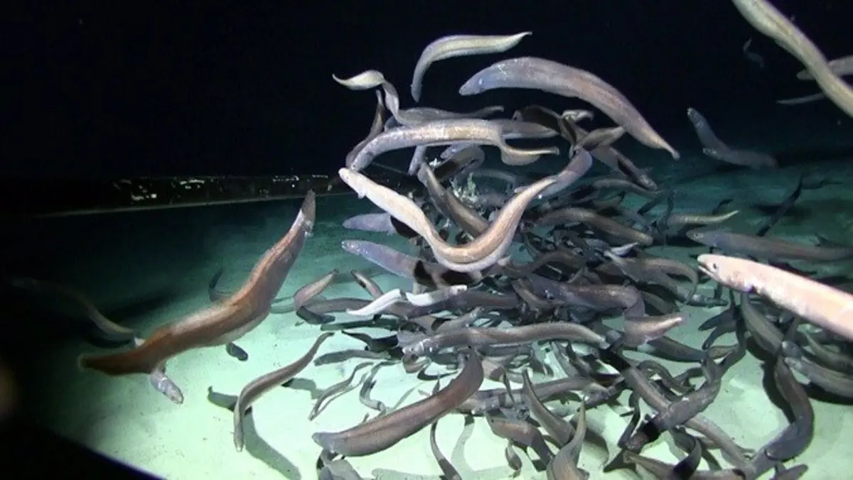 pesca de anguilas en argentina - Cuándo es la temporada de las anguilas