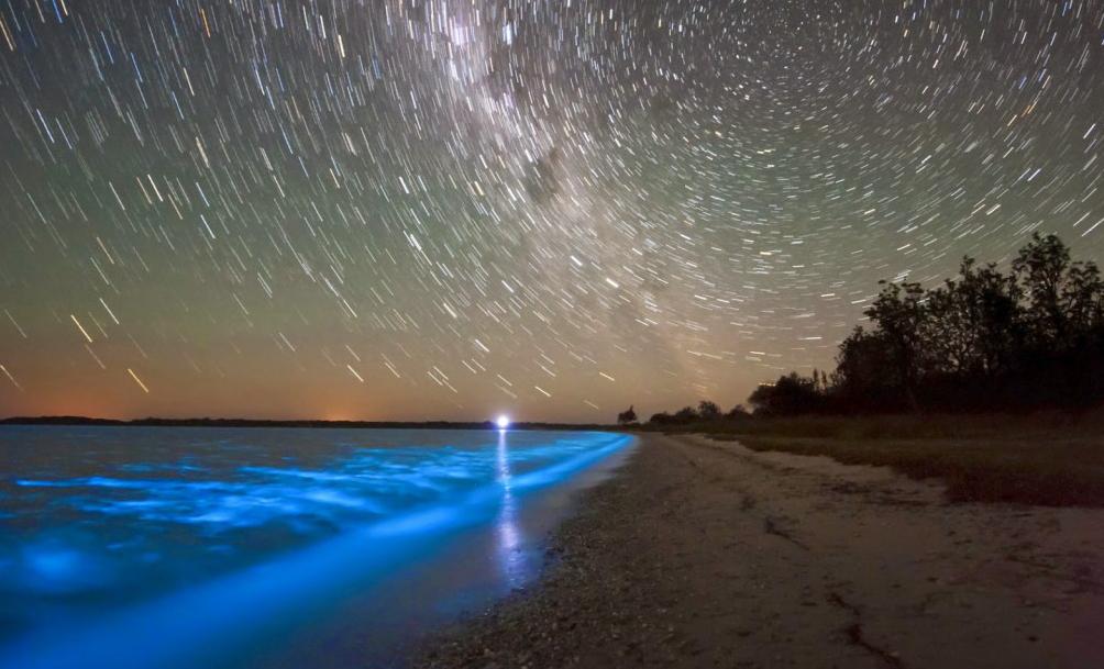laguna bioluminiscente mexico - Cuándo es temporada de bioluminiscencia en Puerto Vallarta