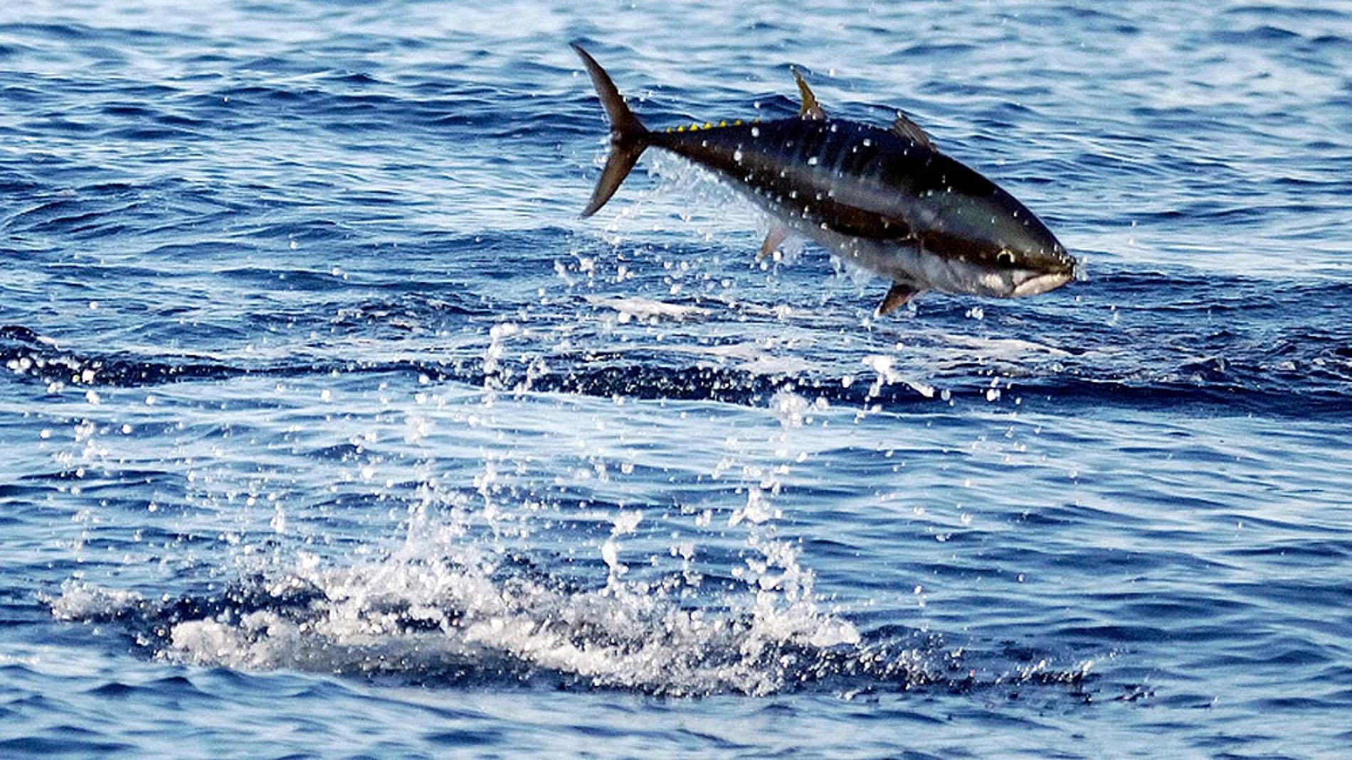 pesca de atun rojo en argentina - Cuándo se abre la veda del atún 2023