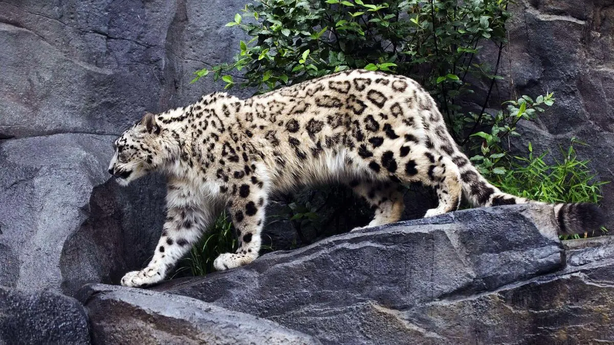 caza leopardo de las nieves - Cuándo se Extinguio el leopardo de las nieves