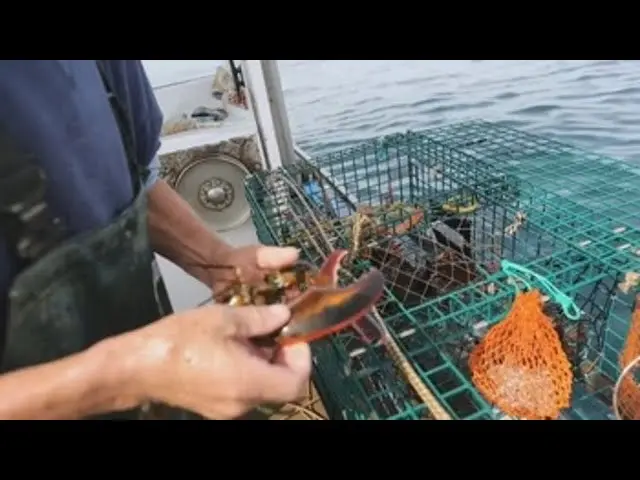 pescando langostas - Cuándo se puede pescar langosta