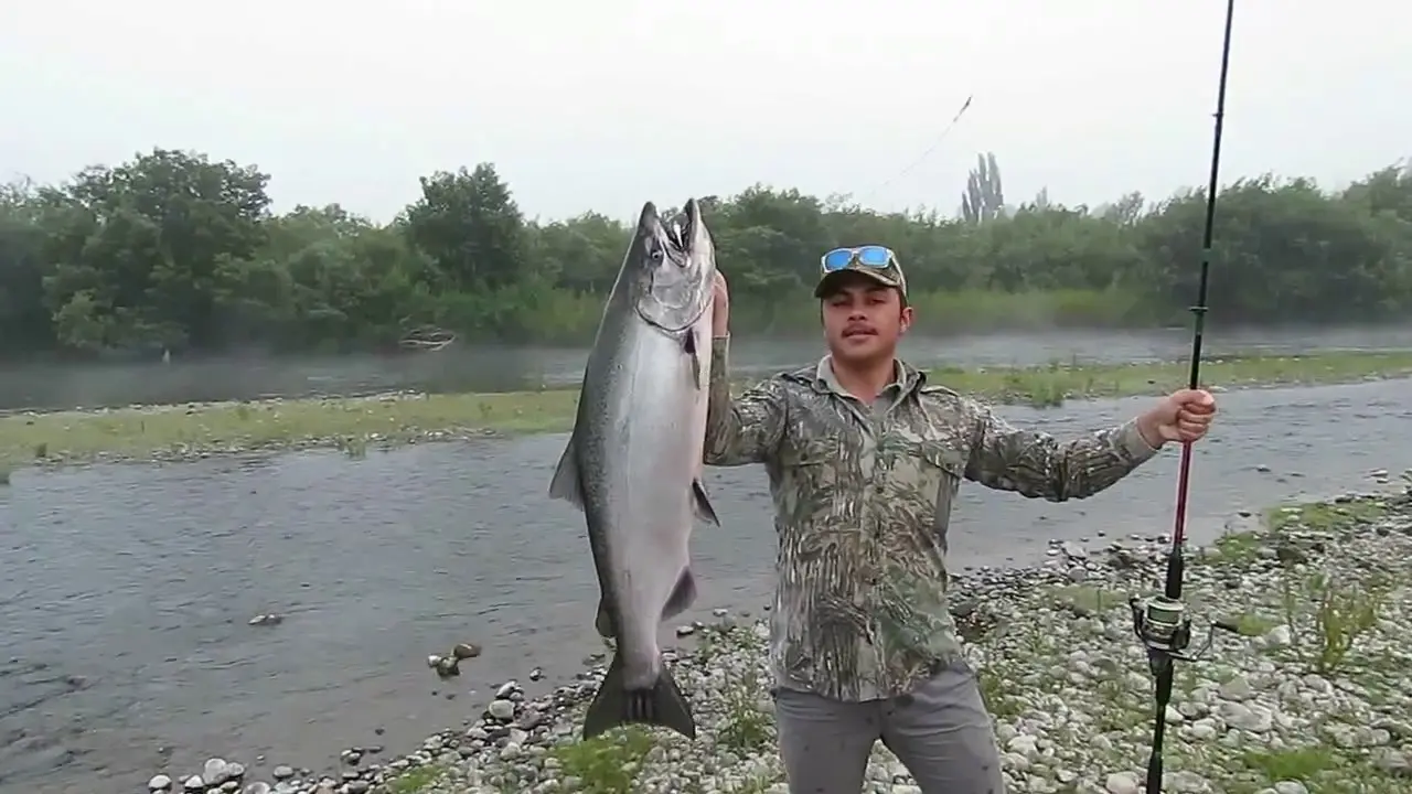 como pescar salmon en rio - Cuándo van los salmones al río