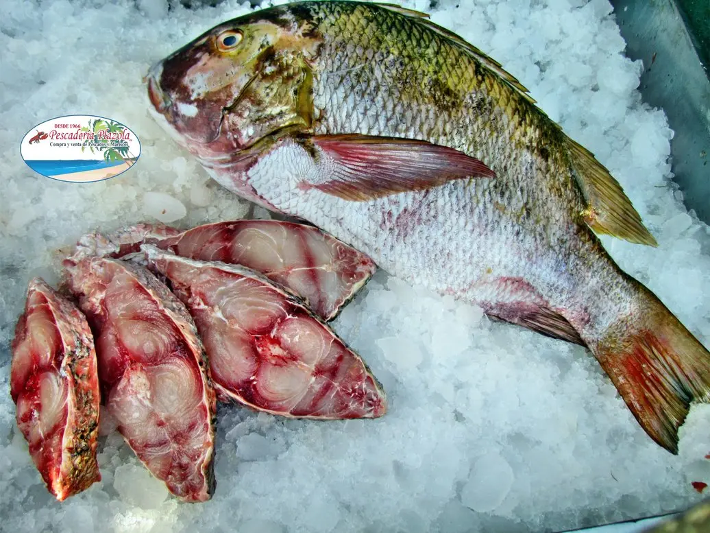 pescado coconaco - Cuántas especies de pargo existen