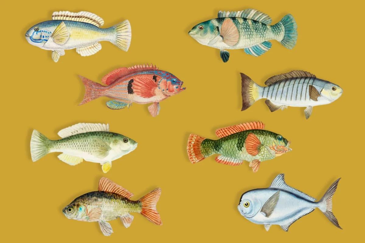 especies de pescados - Cuántas especies de peces hay y cuáles son