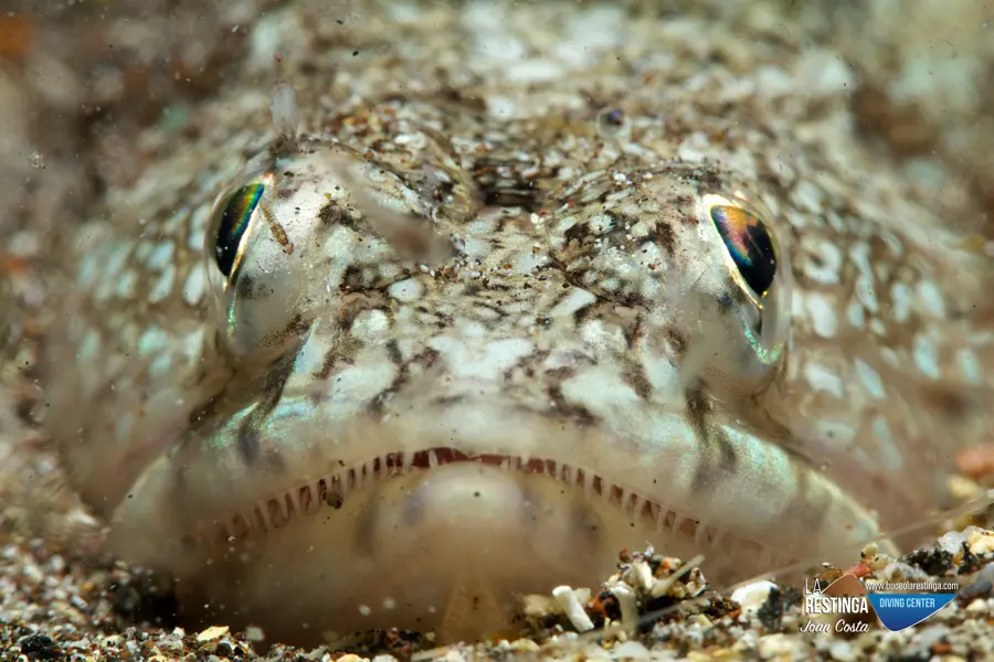 lagarto pescado - Cuántas especies de pejelagarto hay