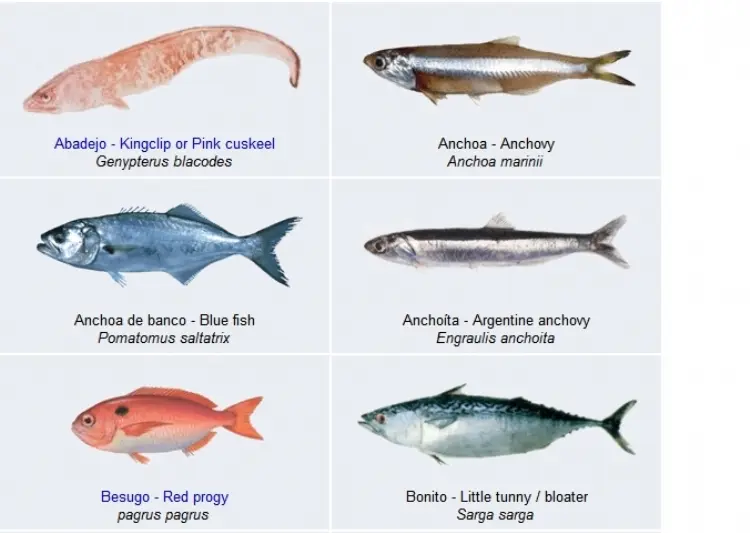 pescados argentinos mar - Cuántas especies hay en el mar Argentino