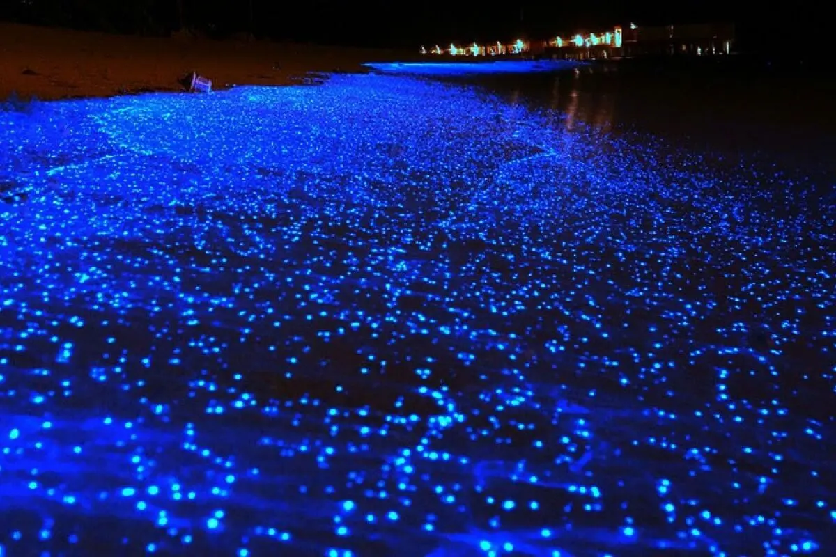 laguna bioluminiscente - Cuántas lagunas bioluminiscentes hay en el mundo