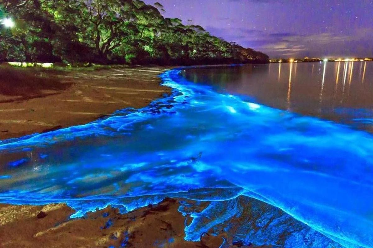 lagunas luminosas jamaica - Cuántas lagunas luminosas hay en el mundo