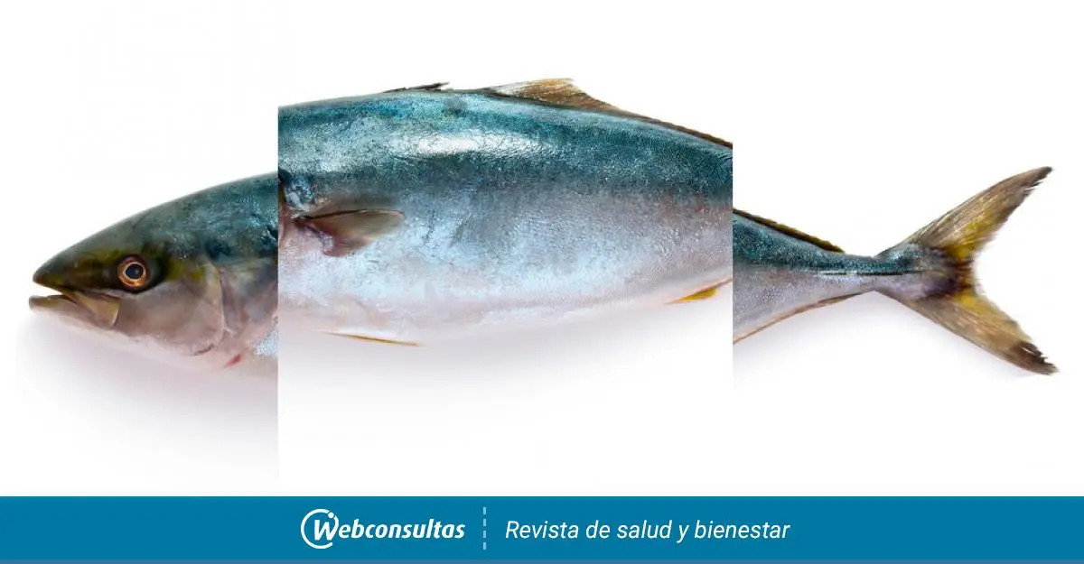 anatomia de pescado - Cuántas partes tiene el pescado