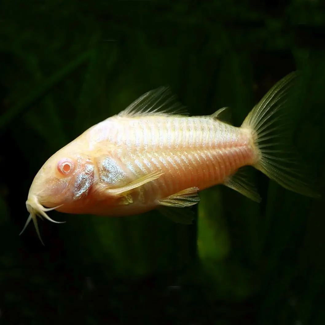 pescados albinos - Cuánto crece una corydora albina