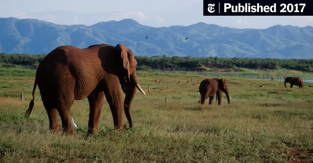 caza de elefantes por marfil - Cuánto cuesta ir a cazar elefantes