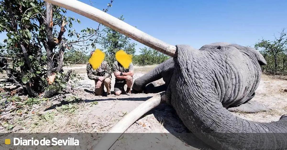cacerias africanas - Cuánto cuesta ir a cazar un elefante