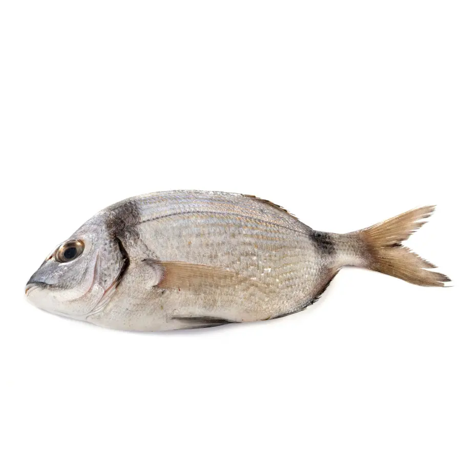 pescado sargo precio - Cuánto cuesta un kilo de sargo