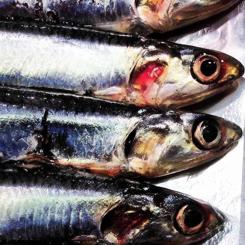 rigor mortis pescado - Cuánto dura el rigor mortis en un animal
