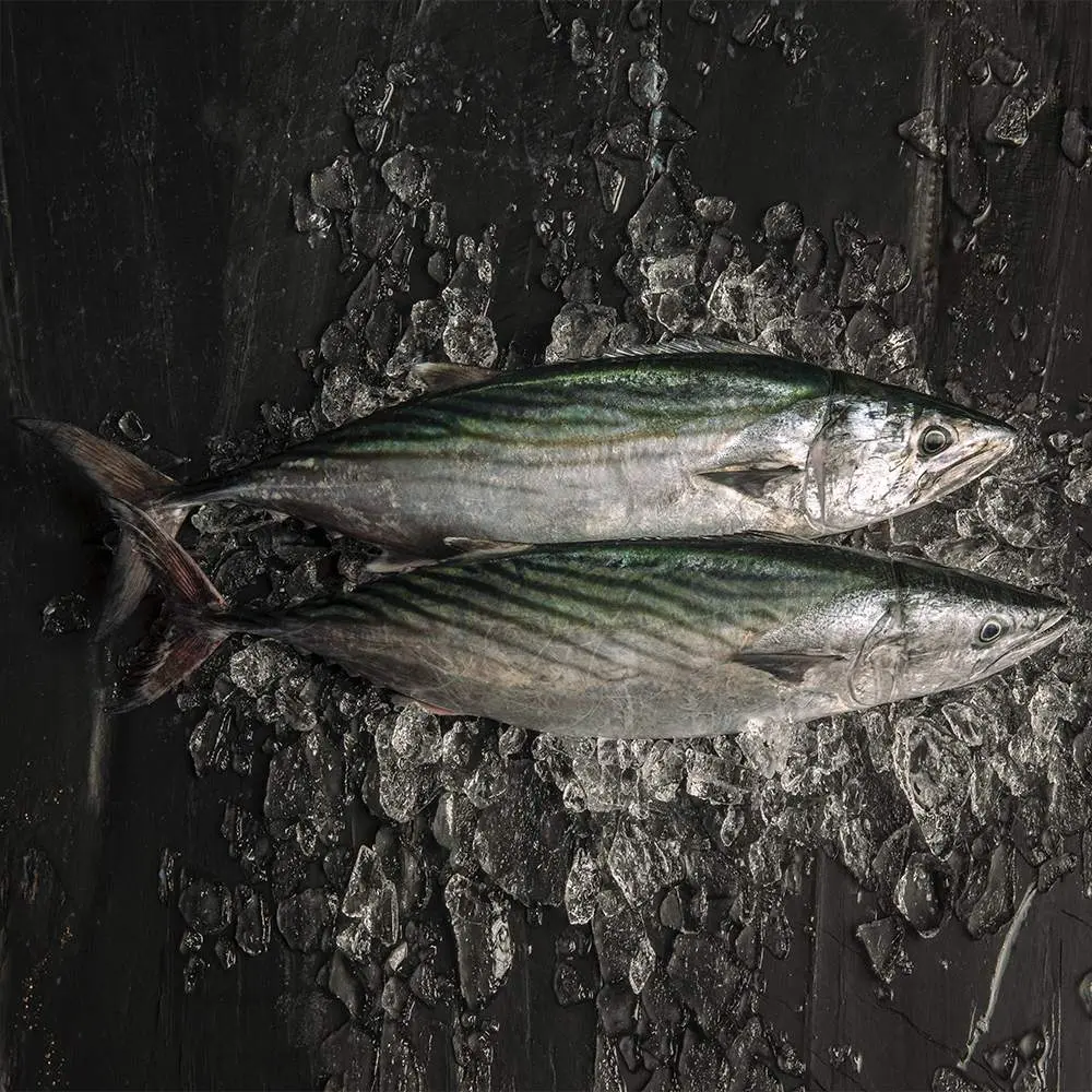 pescado bonito argentina - Cuánto está el kilo de bonito