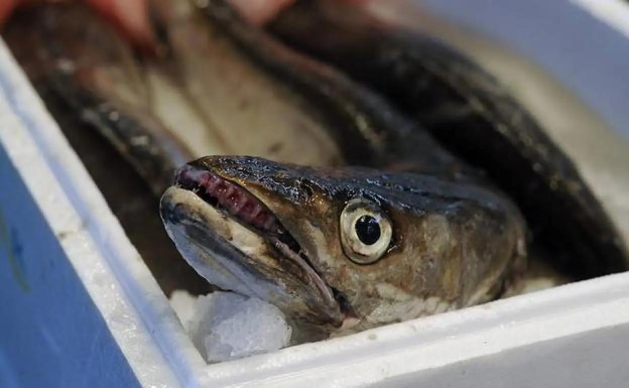 cuanto congelar el pescado - Cuánto tiempo hay que congelar el pescado por el anisakis