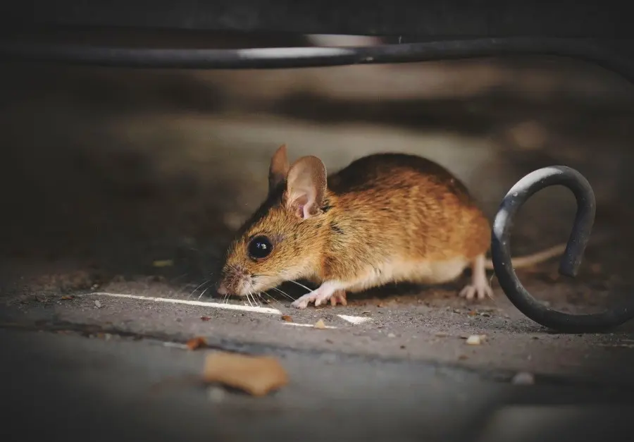 papel pegamento para cazar ratones - Cuánto tiempo tarda en morir un ratón en una trampa de pegamento