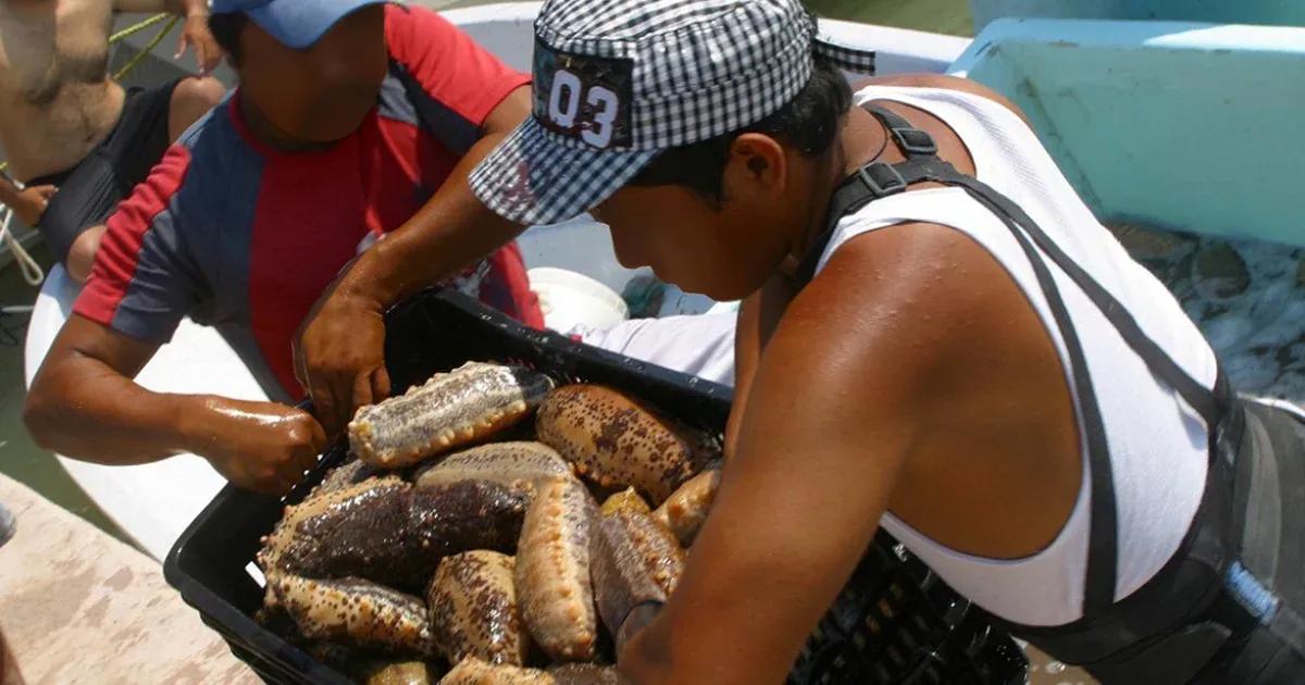pescado pepino de mar - Cuánto vale 1 kg de pepinos de mar