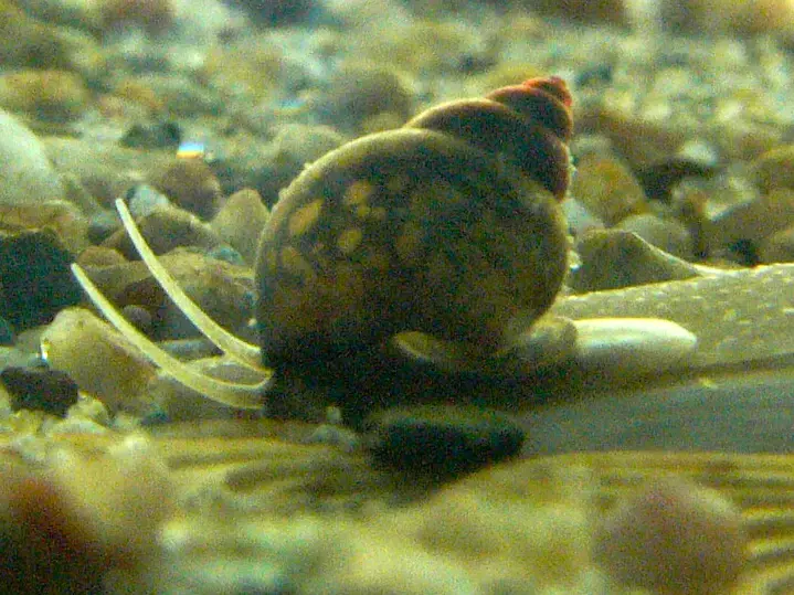 caracoles de laguna - Cuánto viven los caracoles de agua dulce