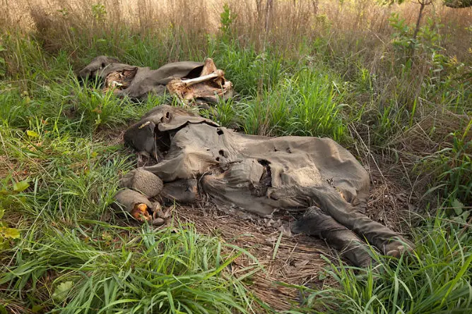 caza furtiva de elefantes - Cuántos elefantes matan los cazadores furtivos al año