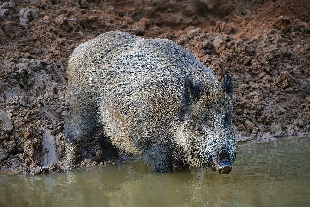 caceria de jabalies gigantes - Cuántos kilos puede llegar a pesar un jabalí