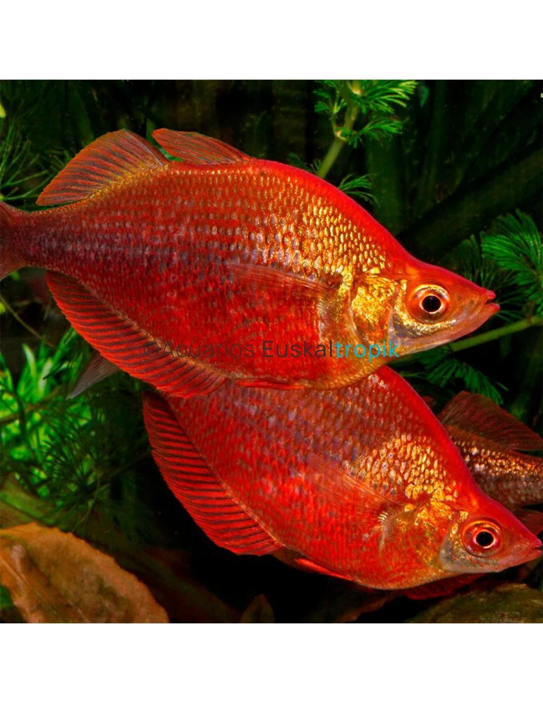 arcoiris pescado - Cuántos litros necesita un pez arcoíris