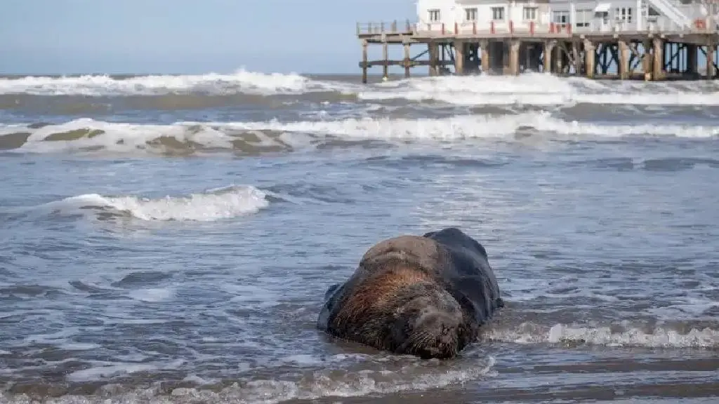cazar lobos marinos en argentina - Cuántos lobos marinos hay en Mar del Plata