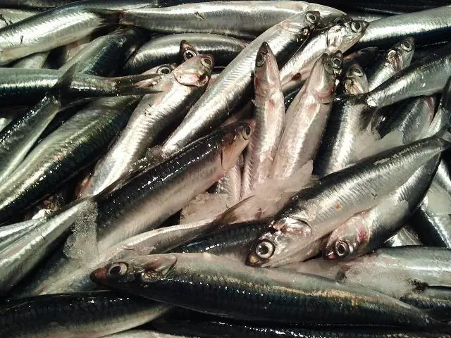 pesca de anchoas - Cuántos tipos de anchoas existen
