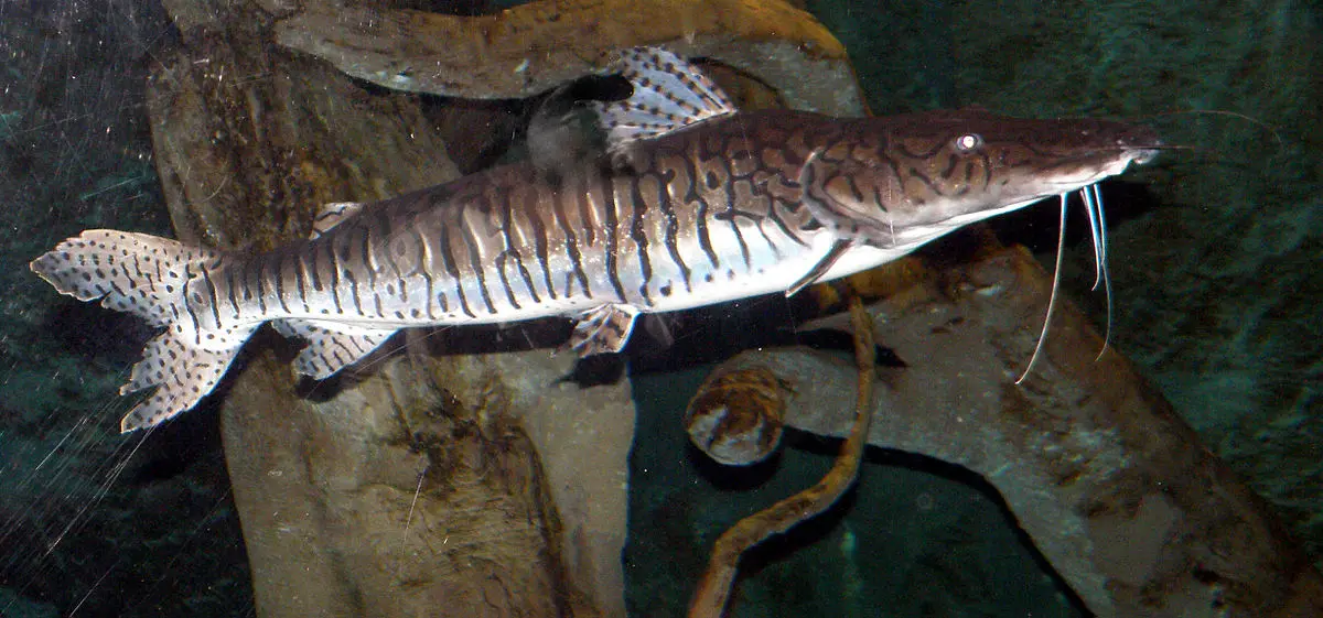 pescado parecido al surubi - Cuántos tipos de surubí hay