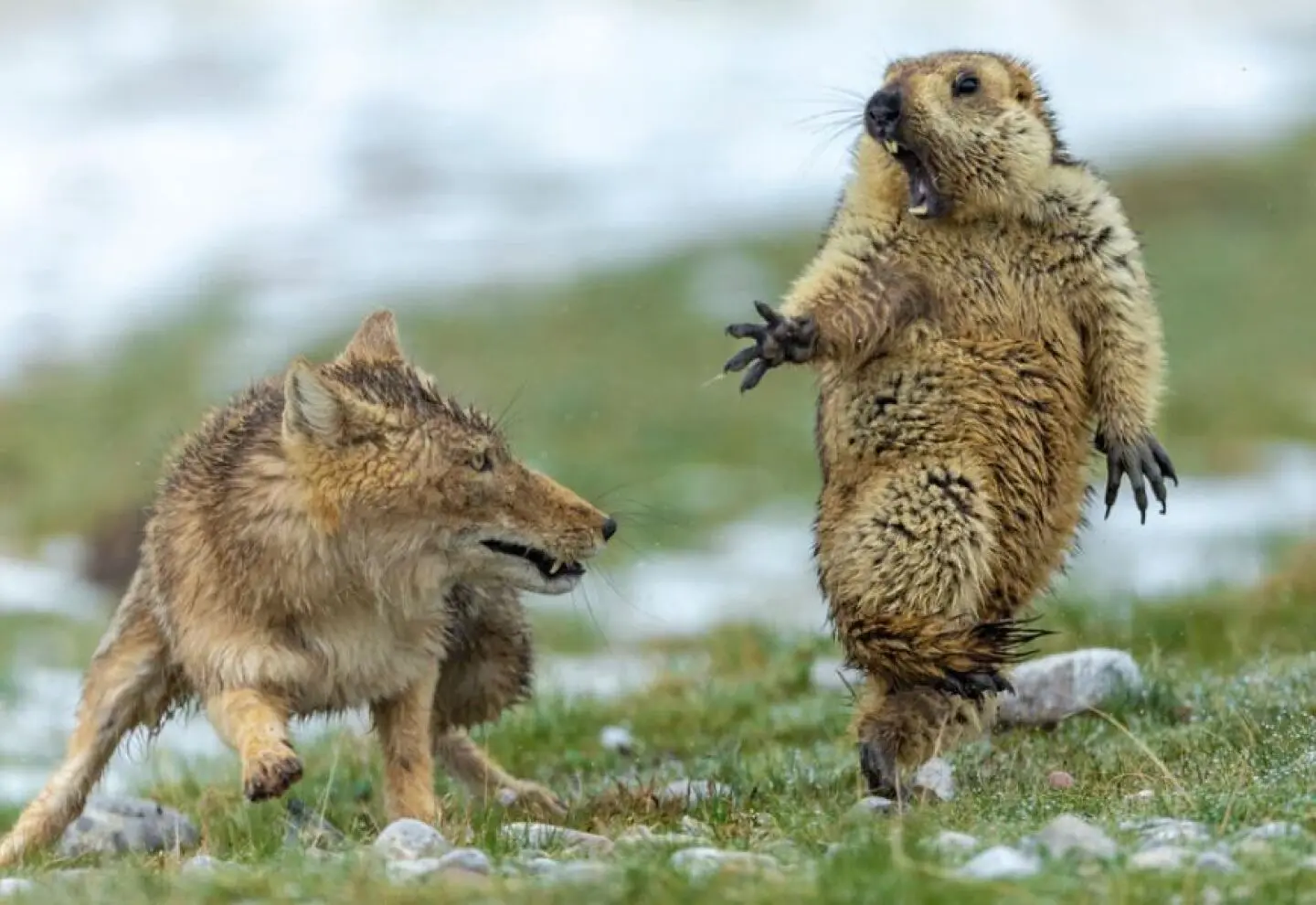 zorro cazando marmota - Dónde duermen los zorros