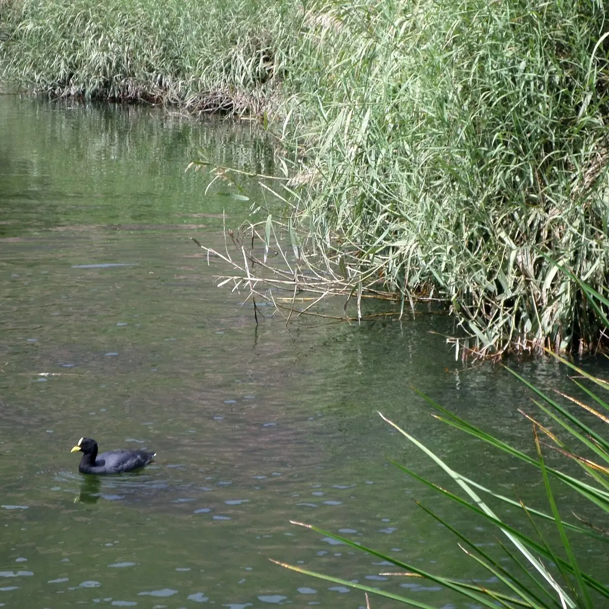 Laguna de los patos tilcara: pesca y caza en un paraíso natural