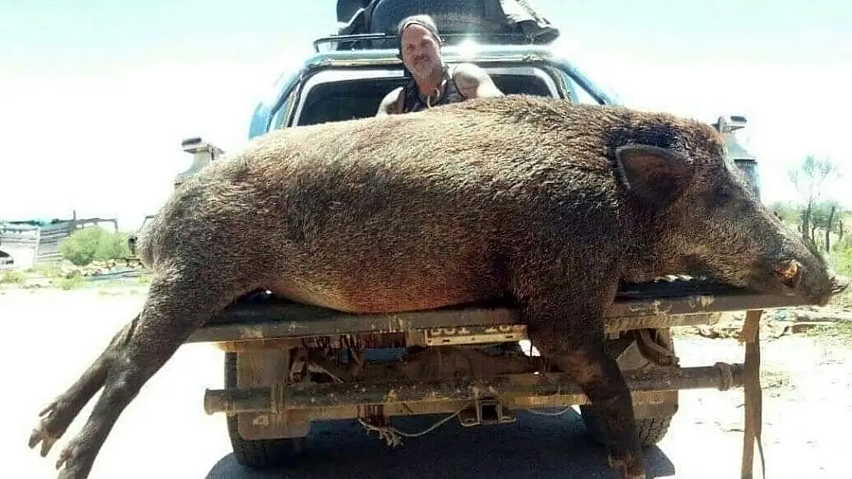 jabalí más grande cazado en argentina - Dónde habita el jabalí en Argentina
