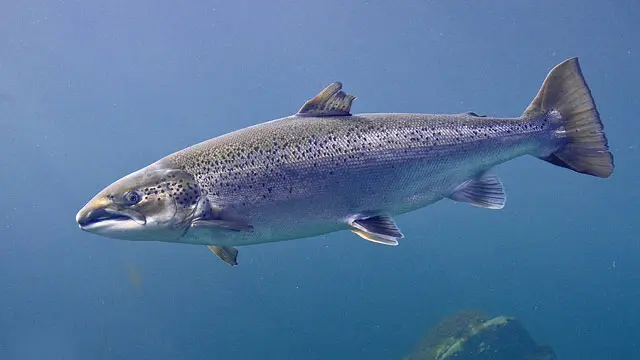 el salmon es pescado de rio o mar - Dónde se da el salmón