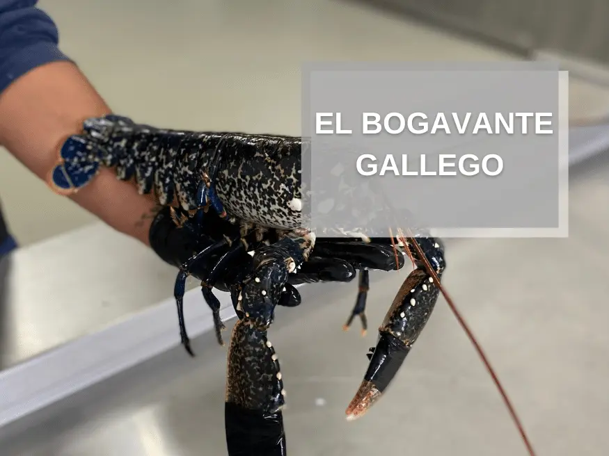 pescado bogavante - Dónde se pesca el bogavante