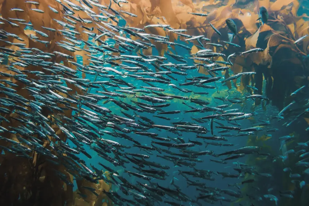 pesca de sardinas - Dónde se pesca la sardina en Argentina