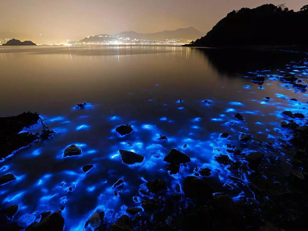 laguna bioluminiscente - Dónde se puede ver la bioluminiscencia en el mundo