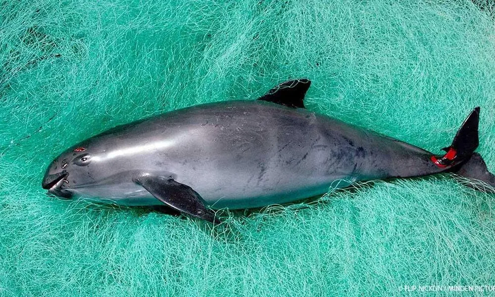 pesca delfines - Dónde se ubican los delfines