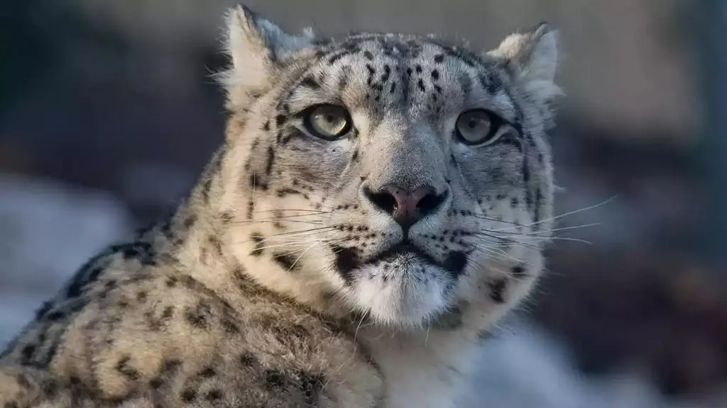 tigre de las nieves cazando - Dónde ver leopardo de las nieves